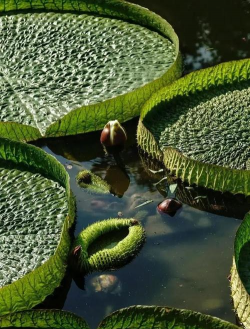 小众送妈妈的花有哪些花