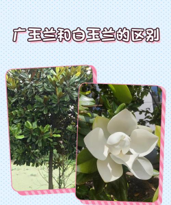 天目木兰和广玉兰的区别
