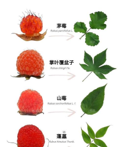 小众送妈妈的花有哪些花