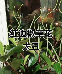 小众送妈妈的花有哪些花