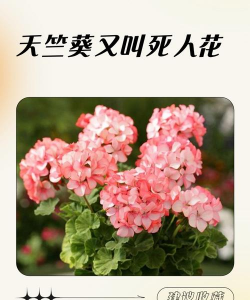 小众送妈妈的花有哪些花