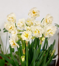 小众送妈妈的花有哪些花