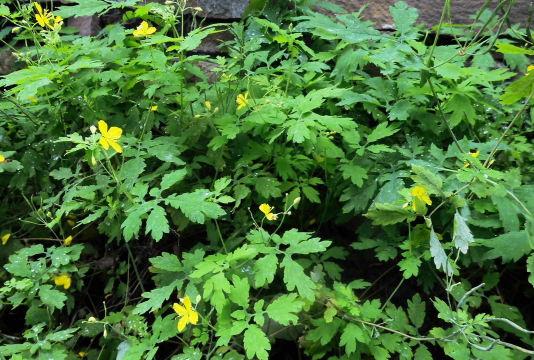 白屈菜和地黄连的区别