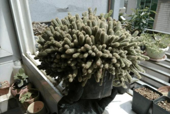 小众送妈妈的花有哪些花