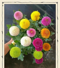 乒乓菊可以送老师吗