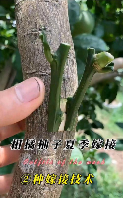 柚子树如何嫁接杂柑 柚子树如何嫁接杂柑
