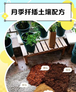 月季土壤配方 月季土壤配方