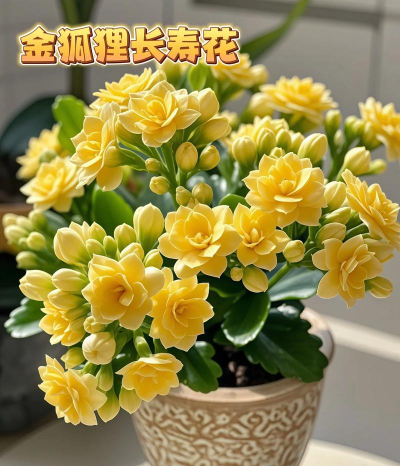 这五种花养了绝对不会后悔,猝不及防它就爆盆了! 这五种花养了绝对不会后悔,猝不及防它就爆盆了!