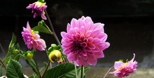 小众送妈妈的花有哪些花