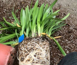 小众送妈妈的花有哪些花