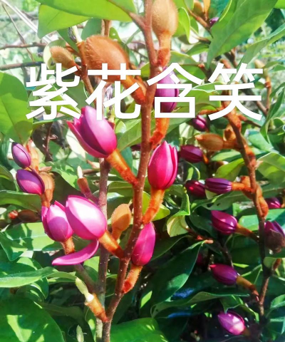 紫花含笑和含笑的区别