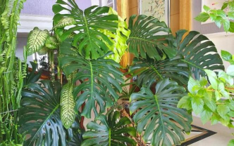 小众送妈妈的花有哪些花