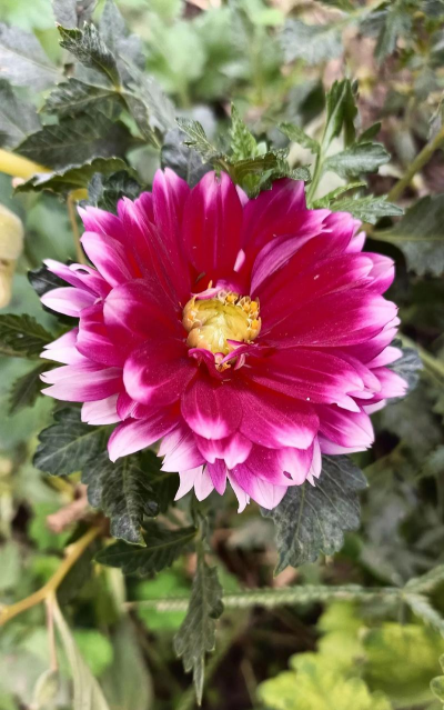 大丽花开多久花会谢 大丽花开多久花会谢