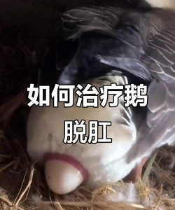 鸭子脱肛怎么治 鸭子脱肛怎么治