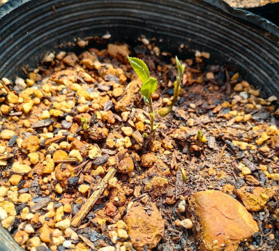 小众送妈妈的花有哪些花