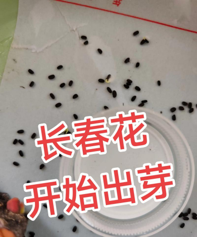 小众送妈妈的花有哪些花