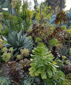 109岁奶奶，40年打造多肉森林，成为全球网红！