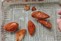 小众送妈妈的花有哪些花