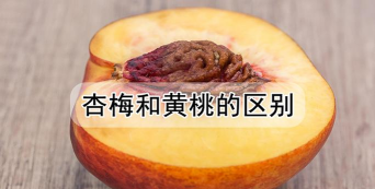 杏梅和黄桃的区别