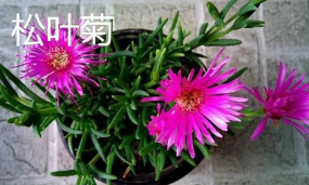 小众送妈妈的花有哪些花