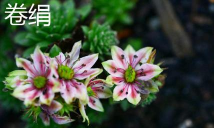 小众送妈妈的花有哪些花