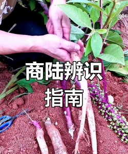美洲商陆和商陆的区别