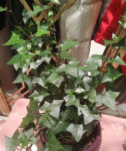 小众送妈妈的花有哪些花