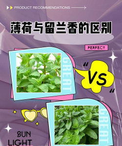 水薄荷和薄荷的区别