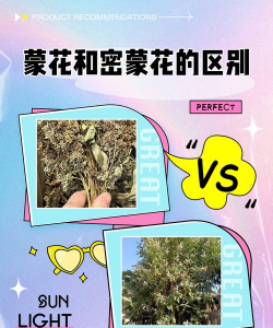 如何辨别密蒙花