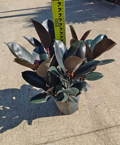 小众送妈妈的花有哪些花