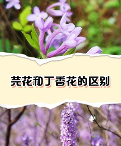 小众送妈妈的花有哪些花
