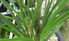 小众送妈妈的花有哪些花