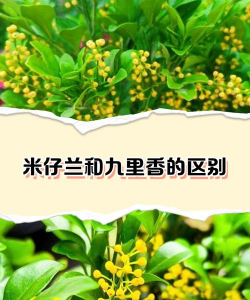 米仔兰和九里香的区别