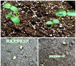 小众送妈妈的花有哪些花