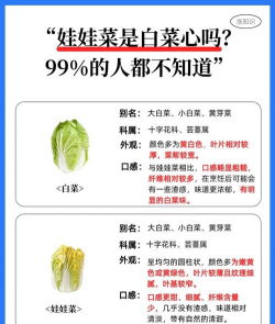 青菜和白菜的区别