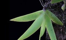 小众送妈妈的花有哪些花