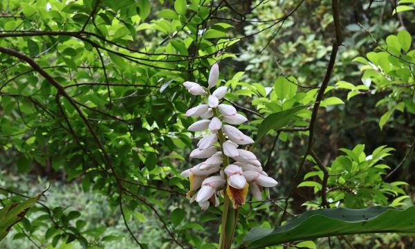 小众送妈妈的花有哪些花