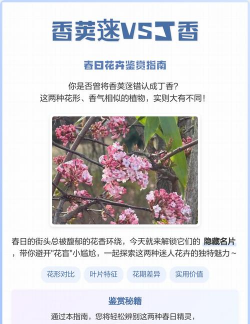 香荚蒾和丁香的区别