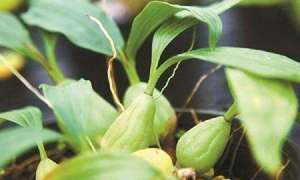 如何辨别细叶石仙桃