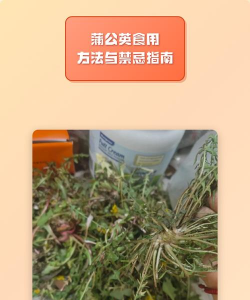 蒲公英怎么吃，蒲公英的吃法禁忌