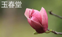 黄山玉兰与玉春堂的区别