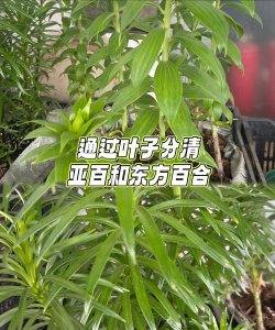 亚洲百合和东方百合的区别