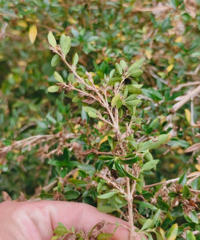 小众送妈妈的花有哪些花