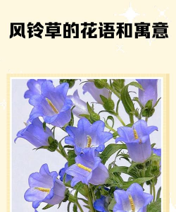 小众送妈妈的花有哪些花