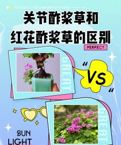酢浆草和红花酢浆草区别