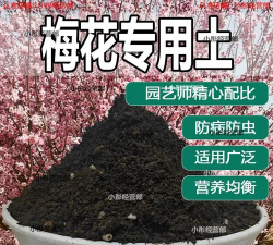 小众送妈妈的花有哪些花