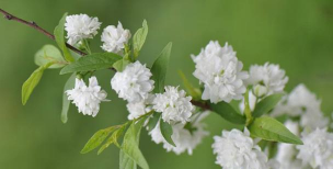 麦李与郁李的区别