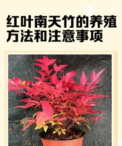 如何辨别红叶南天竹
