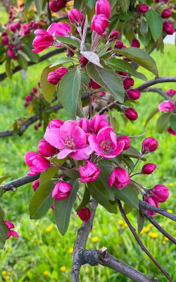 西府海棠和湖北海棠的区别