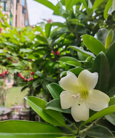 小众送妈妈的花有哪些花